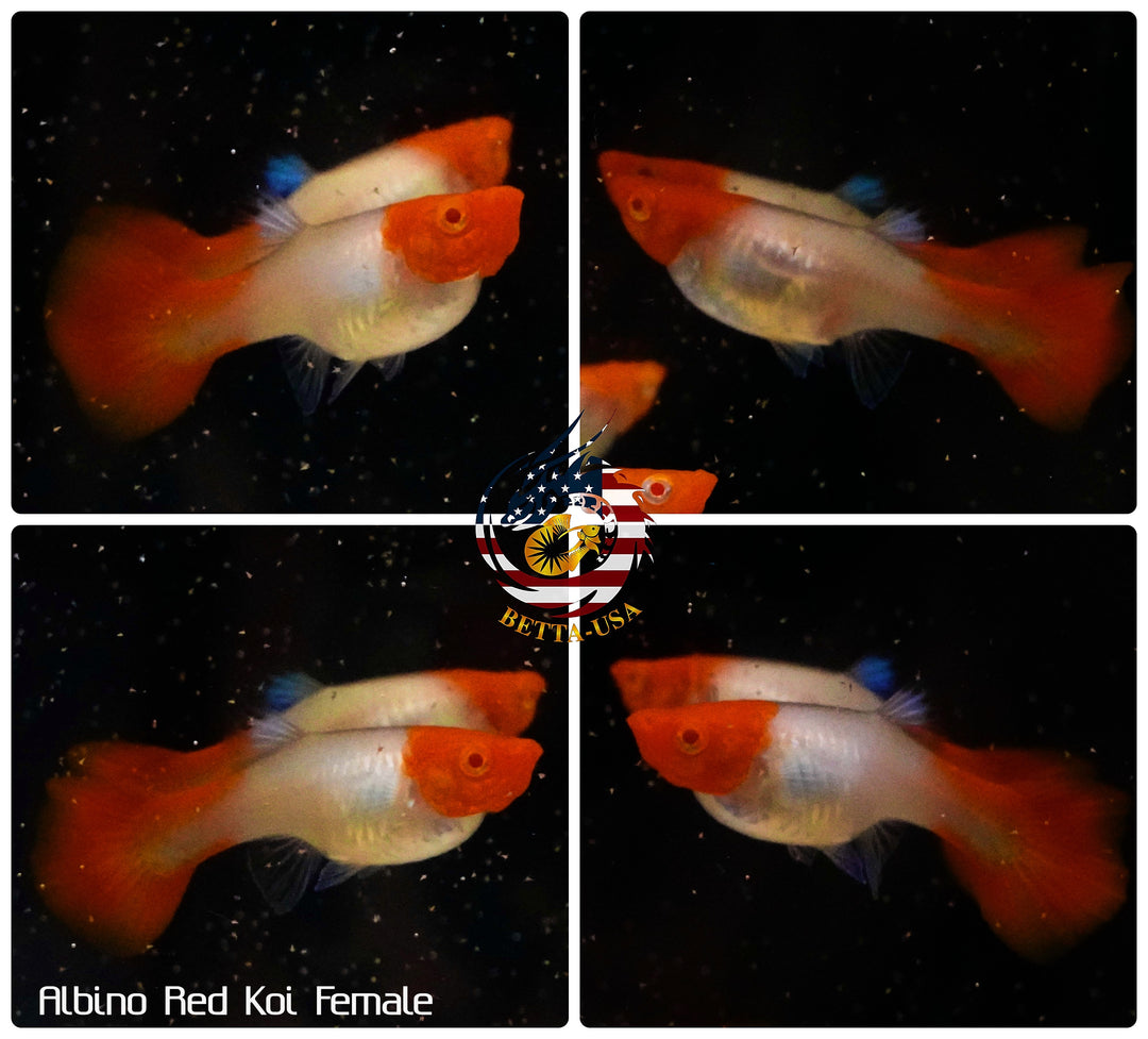 Live Aquarium Guppy Fish High Quality - Albino Red Koi