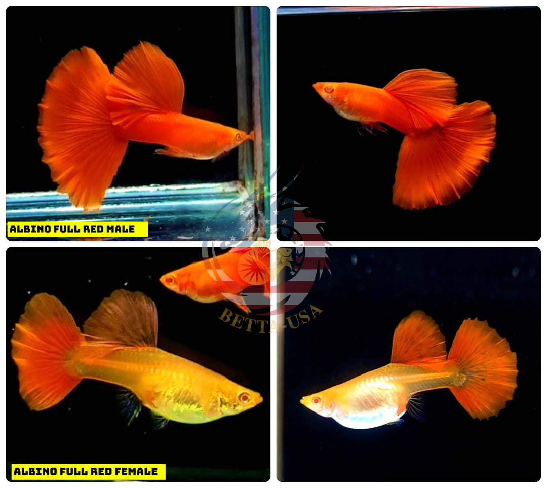 Live Aquarium Guppy Fish High Quality - Albino Full Red