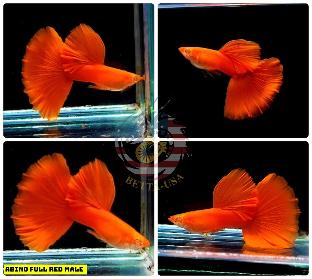 Live Aquarium Guppy Fish High Quality - Albino Full Red - Betta USA Aquatic