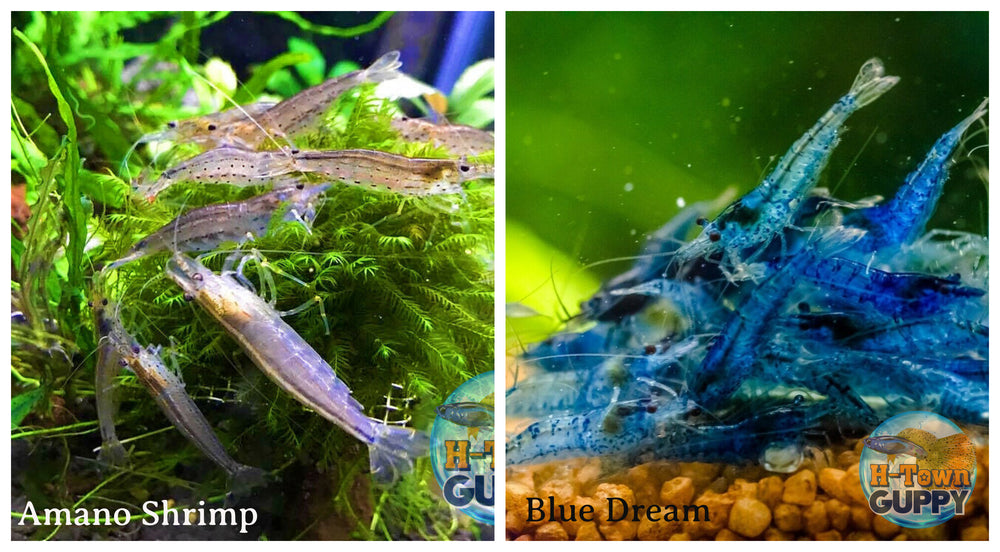 (COMBO ) 10+1 Amano & 10+1 Blue Dream Freshwater Neocaridina Aquarium Shrimp - Betta USA Aquatic