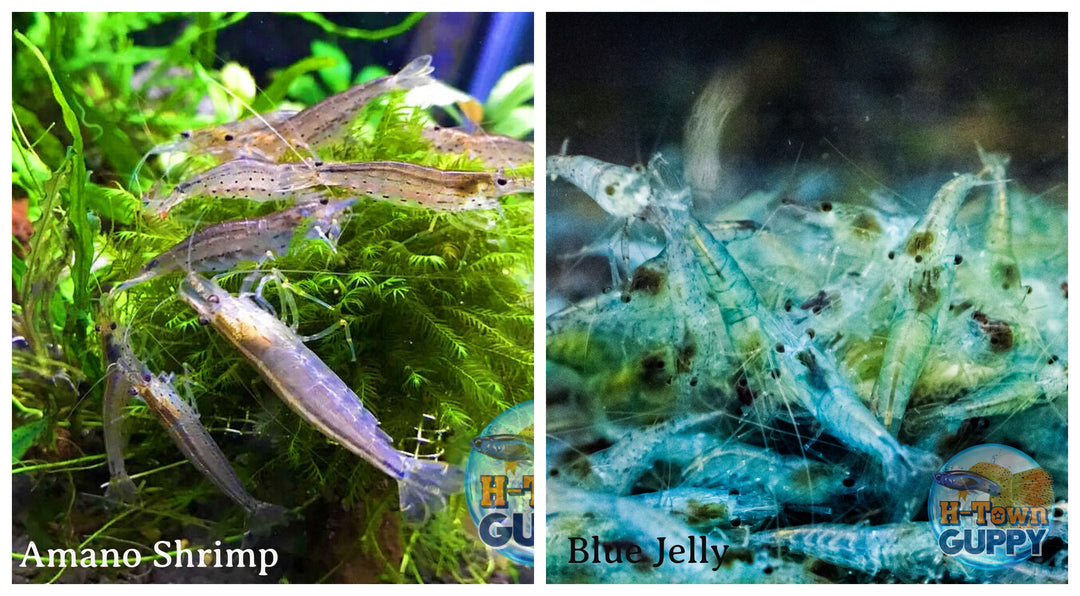 (COMBO ) 10+1 Amano & 10+1 Blue Jelly Freshwater Neocaridina Aquarium Shrimp