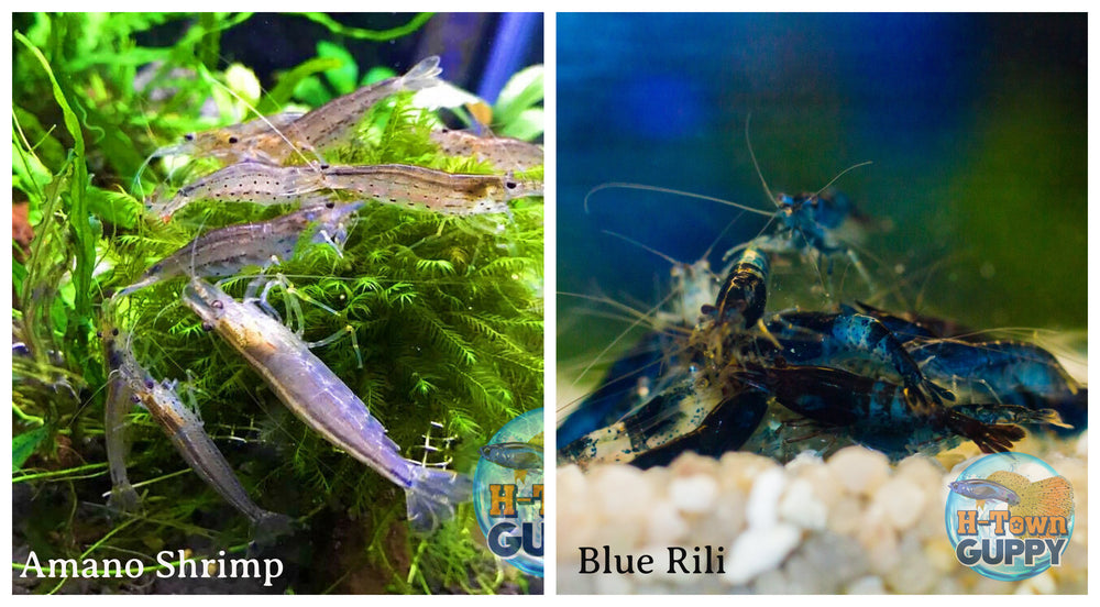 (COMBO ) 10+1 Amano & 10+1 Blue Rili Freshwater Neocaridina Aquarium Shrimp - Betta USA Aquatic