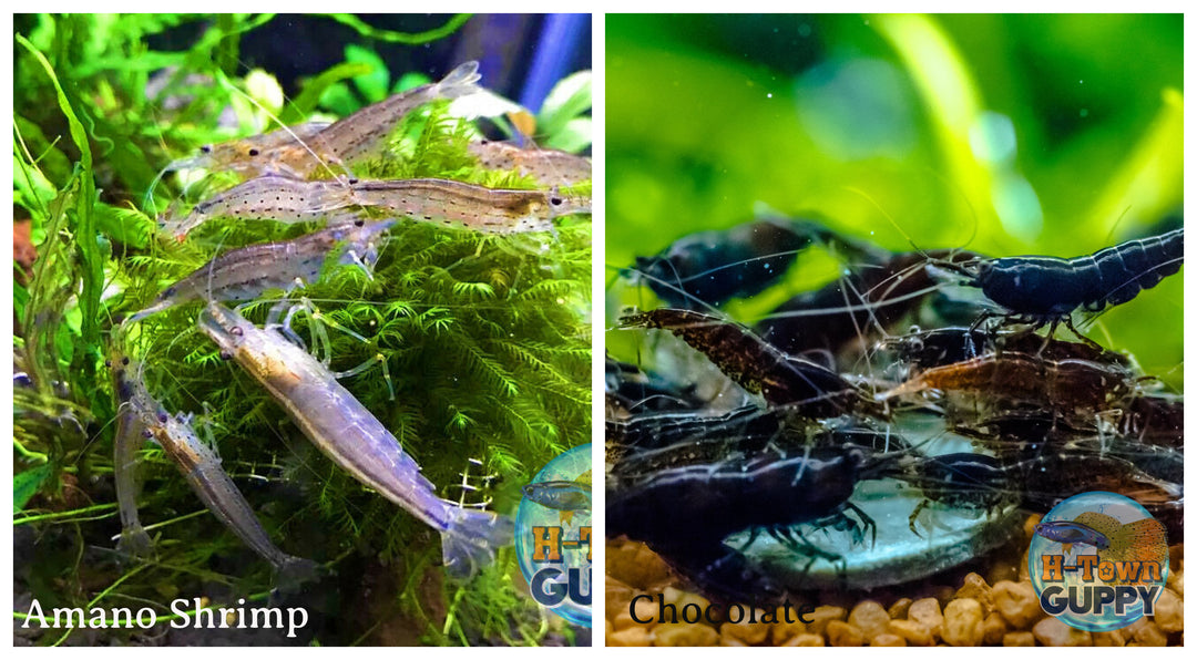 (COMBO ) 10+1 Amano & 10+1 Chocolate Freshwater Neocaridina Aquarium Shrimp