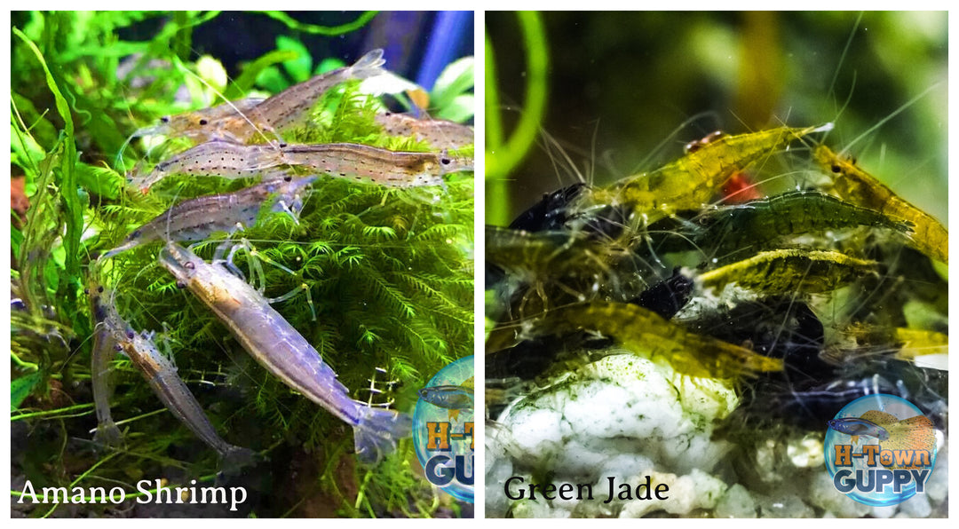 (COMBO ) 10+1 Amano & 10+1 Green Jade Freshwater Neocaridina Aquarium Shrimp