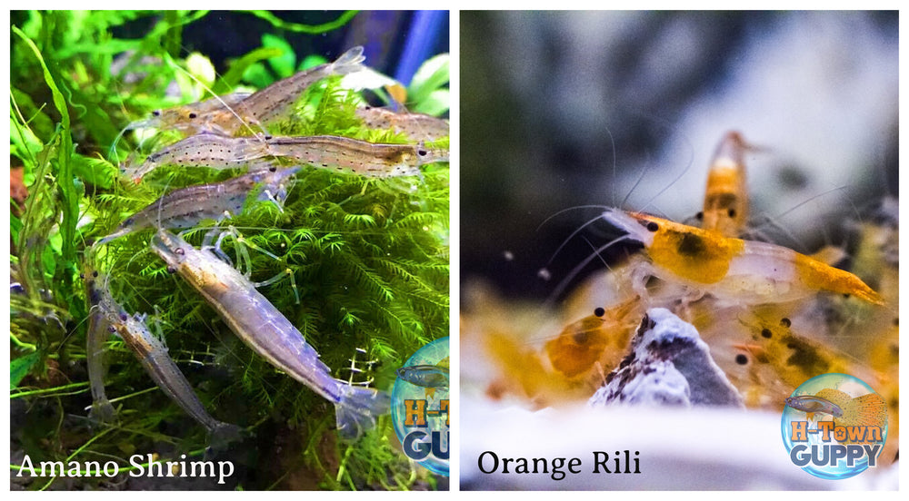 (COMBO ) 10+1 Amano & 10+1 Orange Rili Freshwater Neocaridina Aquarium Shrimp - Betta USA Aquatic