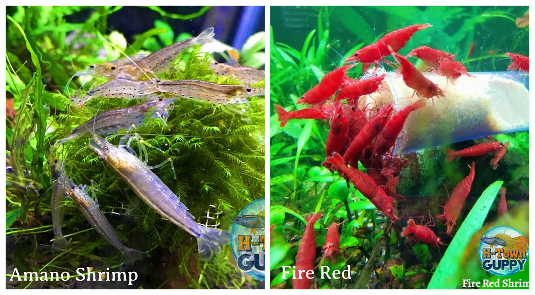 (COMBO ) 10+1 Amano & 10+1 Fire Red Freshwater Neocaridina Aquarium Shrimp