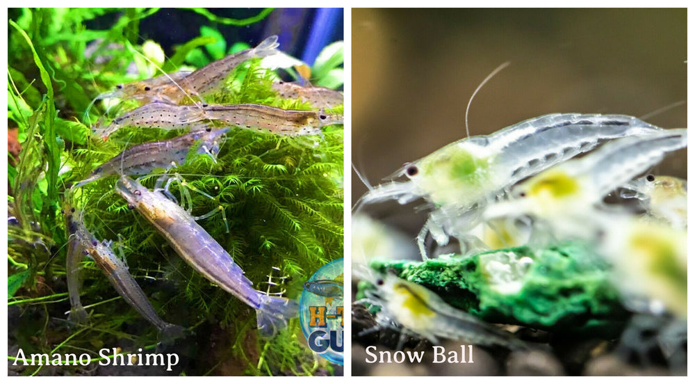 (COMBO ) 10+1 Amano & 10+1 Snowball Freshwater Neocaridina Aquarium Shrimp - Betta USA Aquatic