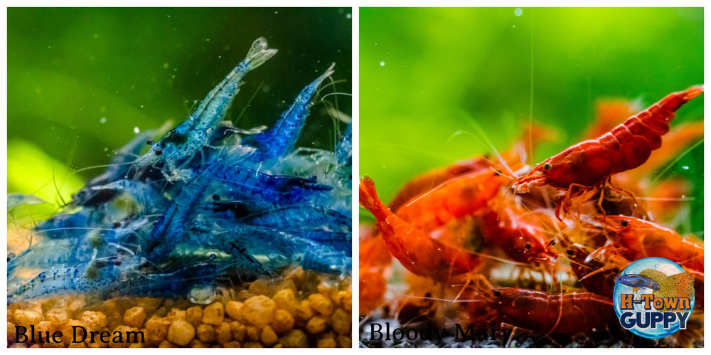 (COMBO ) 10+1 Blue Dream  & 10+1 Bloody Mary Freshwater Neocaridina Aquarium Shrimp - Betta USA Aquatic