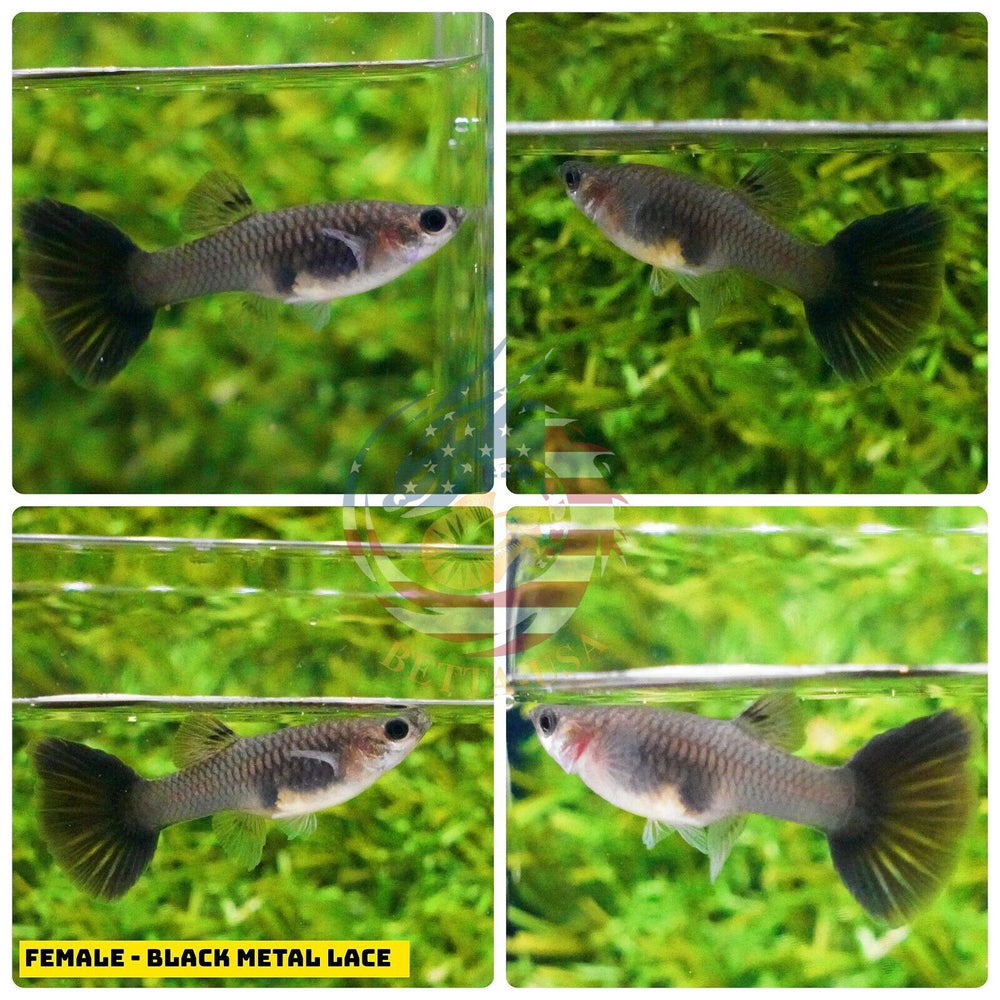Aquarium Guppy Fish High Quality - Black Metal Lace - Betta USA Aquatic