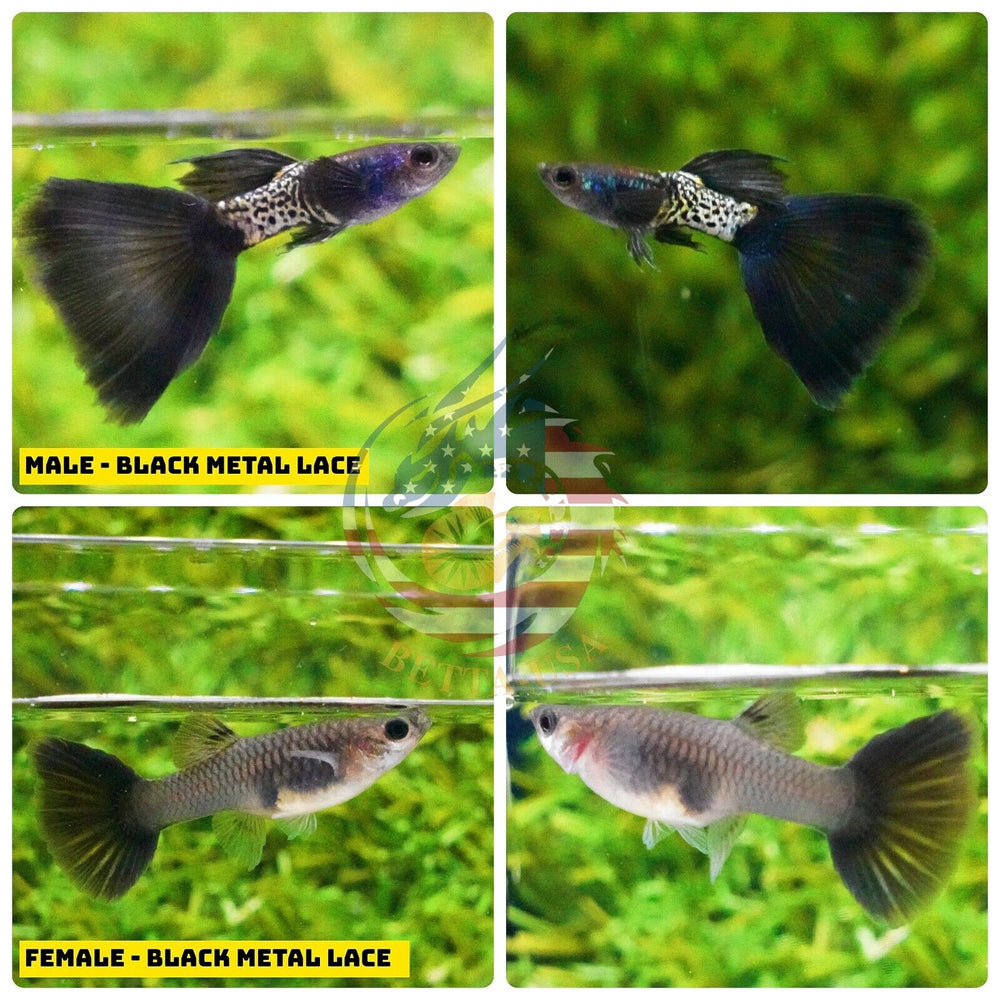 Aquarium Guppy Fish High Quality - Black Metal Lace - Betta USA Aquatic