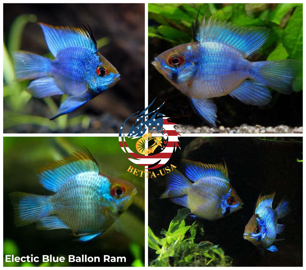 Breeding Pair - Electric Blue Balloon Ram - Betta USA Aquatic