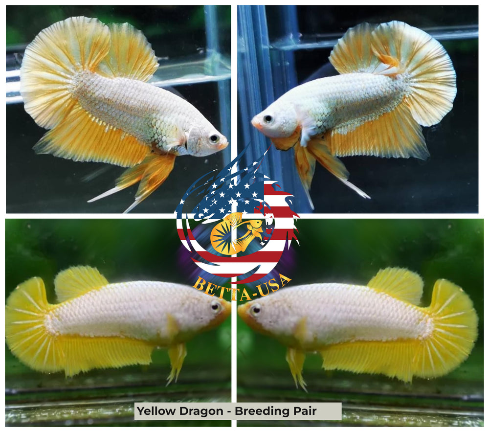 Breeding Pair - HMPK Yellow Dragon - Betta USA Aquatic