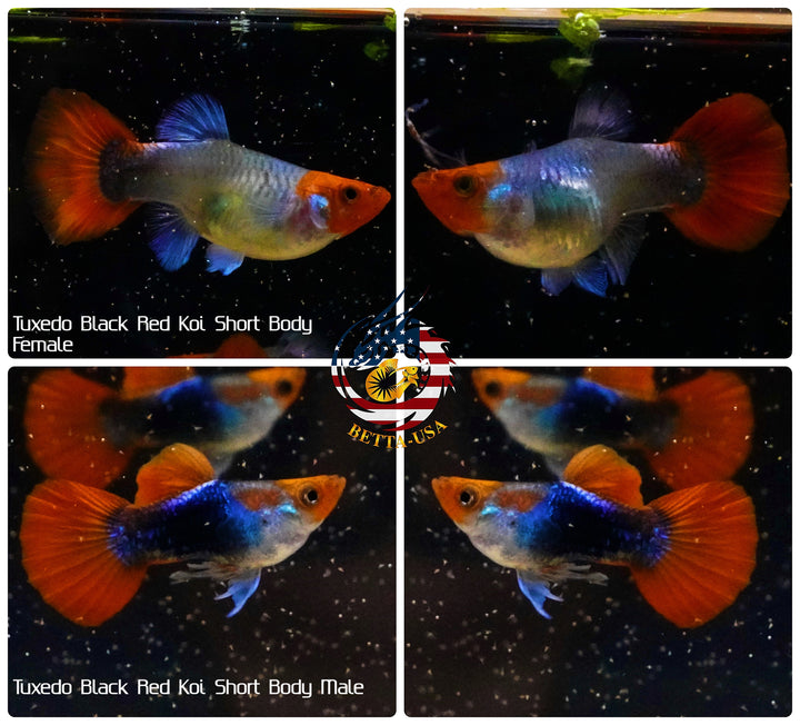 Live Aquarium Guppy Fish High Quality - Black Koi Short Body