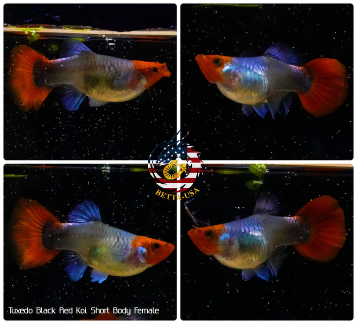 Live Aquarium Guppy Fish High Quality - Black Koi Short Body