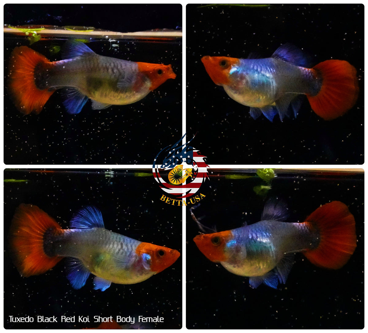 Live Aquarium Guppy Fish High Quality - Black Koi Short Body - Betta USA Aquatic
