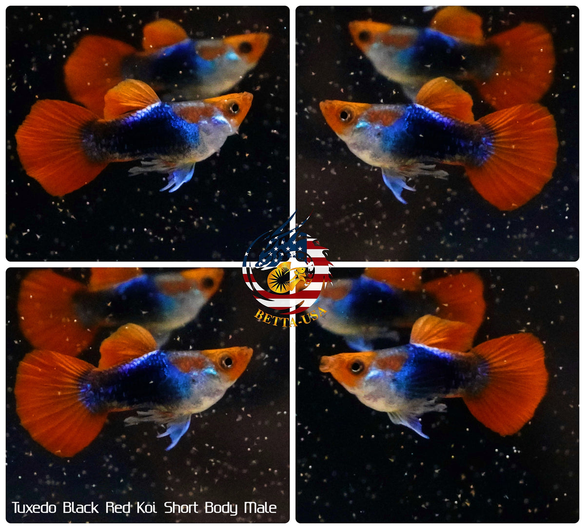 Live Aquarium Guppy Fish High Quality - Black Koi Short Body - Betta USA Aquatic