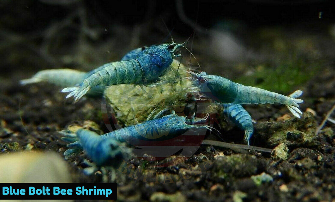 Blue Bolt - Freshwater Caridina Aquarium Shrimp. Live Guarantee