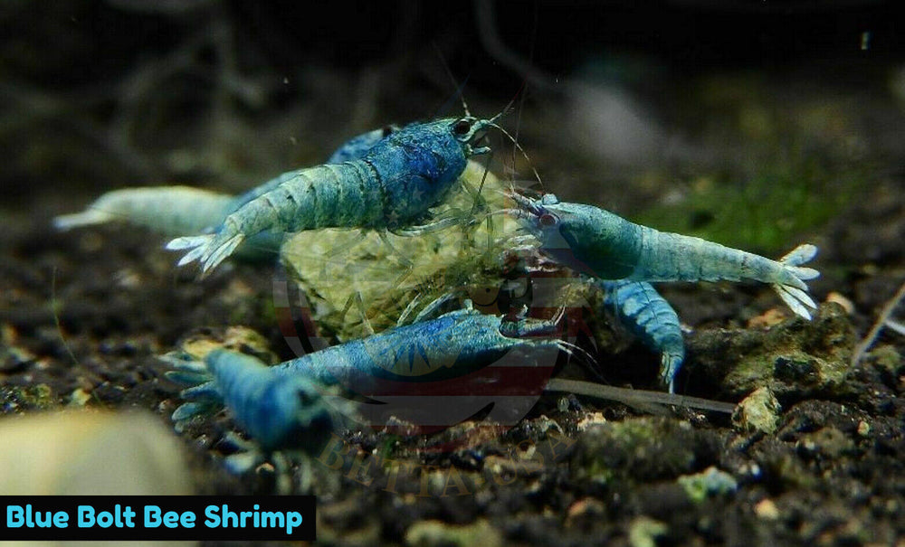 Blue Bolt - Freshwater Caridina Aquarium Shrimp. Live Guarantee - Betta USA Aquatic