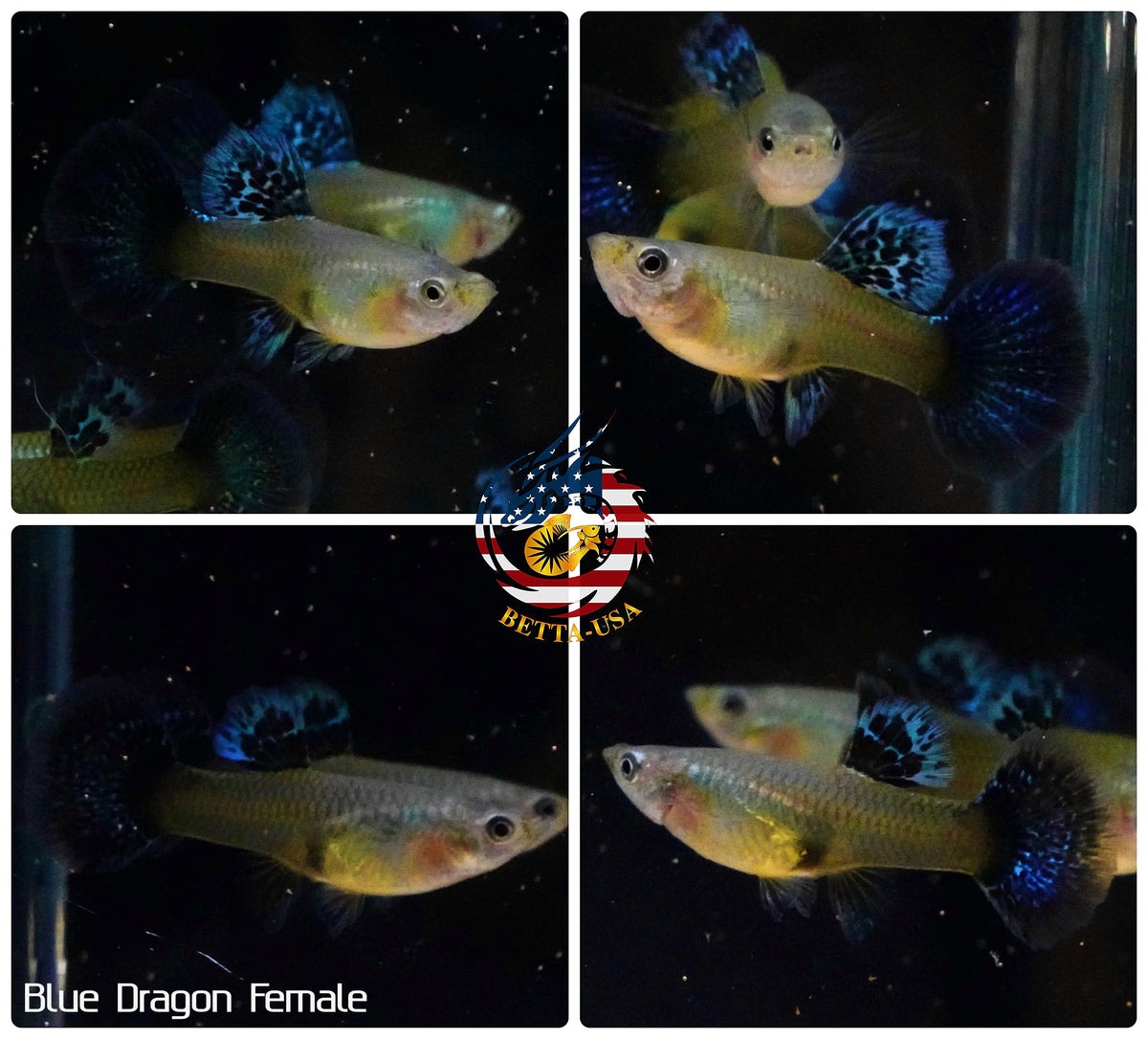 Aquarium Guppy Fish High Quality - Blue Dragon Indo - Betta USA Aquatic