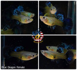 Aquarium Guppy Fish High Quality - Blue Dragon Indo