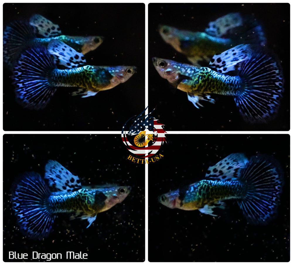 Aquarium Guppy Fish High Quality - Blue Dragon Indo - Betta USA Aquatic