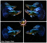 Aquarium Guppy Fish High Quality - Blue Dragon Indo