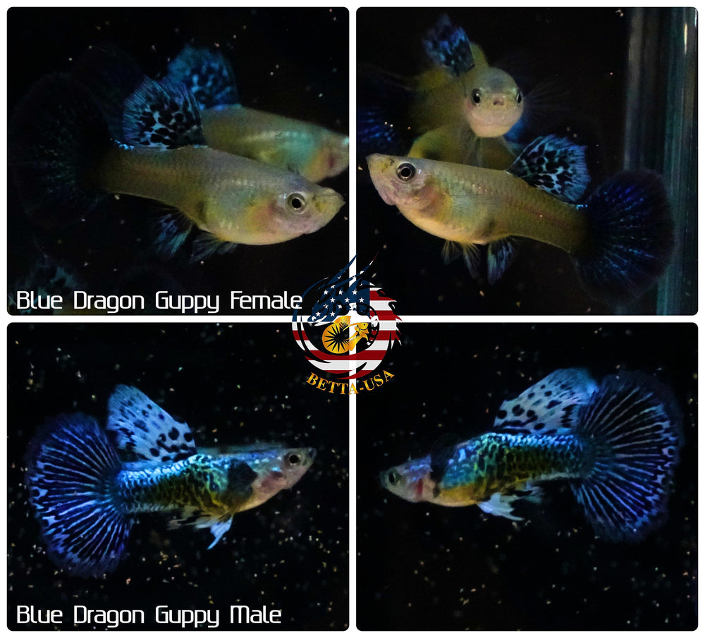 Aquarium Guppy Fish High Quality - Blue Dragon Indo - Betta USA Aquatic