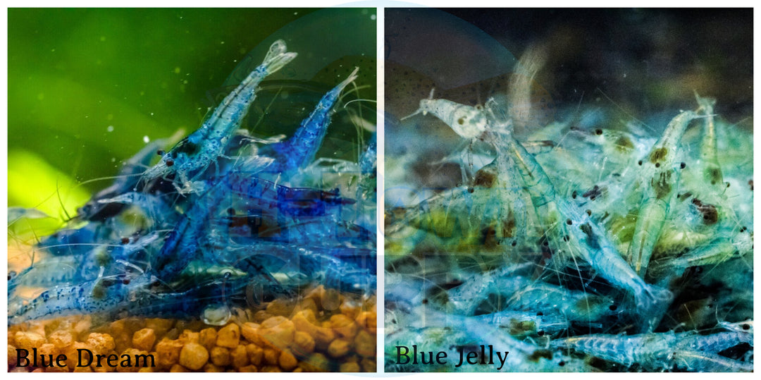 (COMBO ) 10+1 Blue Dream  & 10+1 Blue Jelly  Freshwater Neocaridina Aquarium Shrirmp