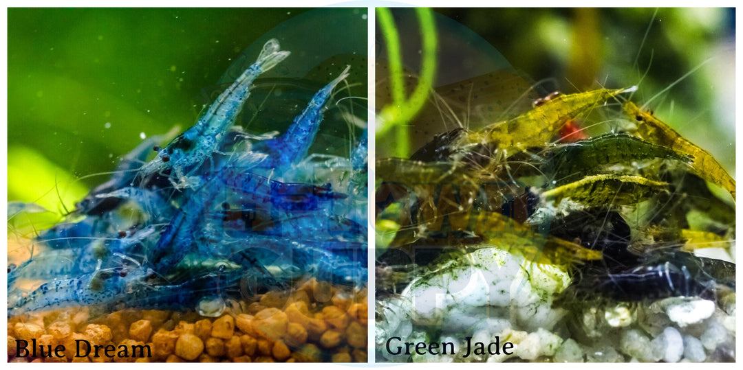 (COMBO ) 10+1 Blue Dream  & 10+1 Green Jade Freshwater Neocaridina Aquarium Shrirmp