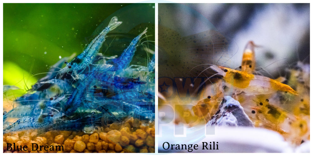 (COMBO ) 10+1 Blue Dream  & 10+1 Orange Rili Freshwater Neocaridina Aquarium Shrirmp - Betta USA Aquatic