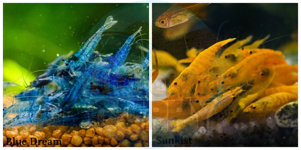 (COMBO ) 10+1 Blue Dream  & 10+1 Sunkist  Freshwater Neocaridina Aquarium Shrirmp - Betta USA Aquatic