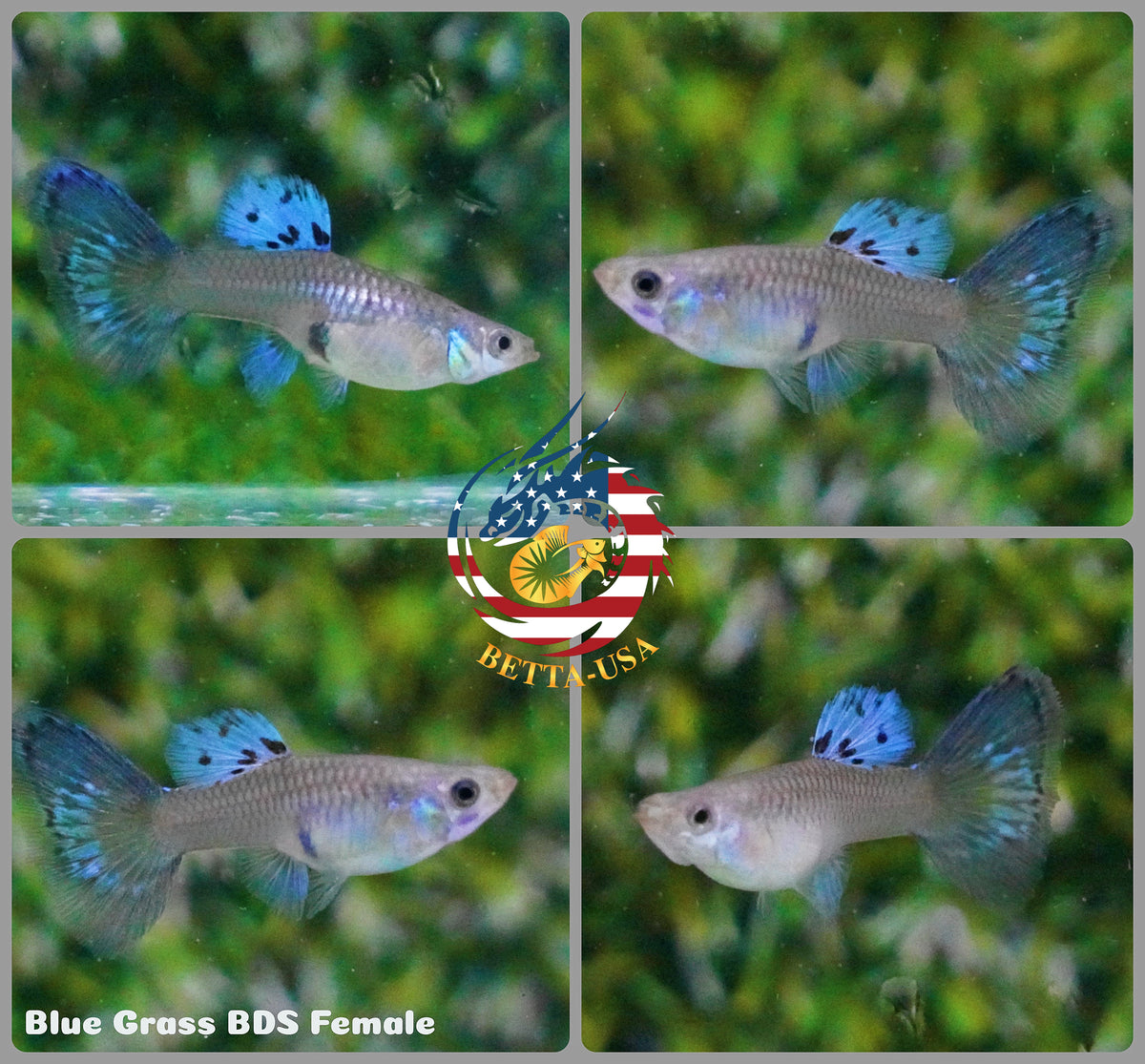 Aquarium Guppy Fish High Quality - Albino Blue Grass - Betta USA Aquatic