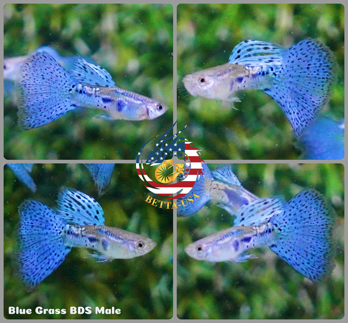 Aquarium Guppy Fish High Quality - Albino Blue Grass - Betta USA Aquatic