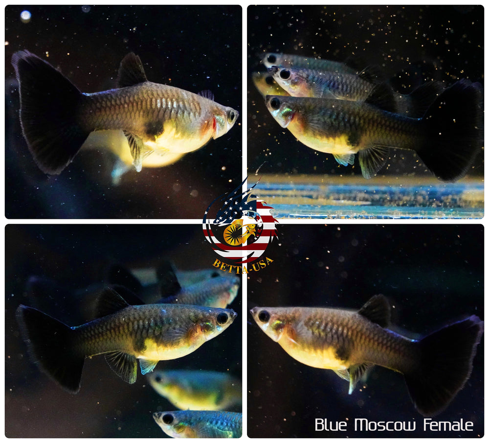 Aquarium Guppy Fish High Quality - Blue Moscow ( Tazan) - Betta USA Aquatic