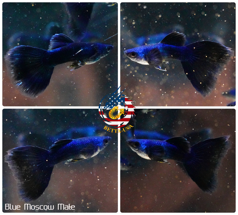 Aquarium Guppy Fish High Quality - Blue Moscow ( Tazan) - Betta USA Aquatic
