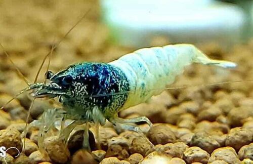 Blue Steel - Freshwater Caridina Aquarium Shrimp. Live Guarantee