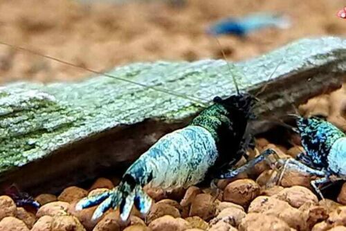 Blue Steel - Freshwater Caridina Aquarium Shrimp. Live Guarantee