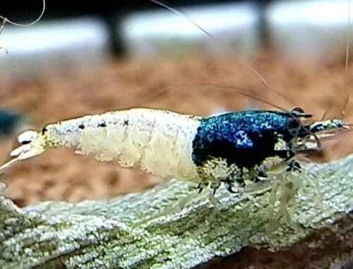 Blue Steel - Freshwater Caridina Aquarium Shrimp. Live Guarantee