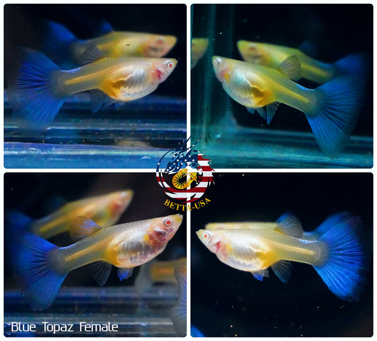 Aquarium Guppy Fish High Quality - Albino Blue Topaz - Betta USA Aquatic
