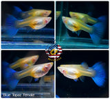 Aquarium Guppy Fish High Quality - Albino Blue Topaz