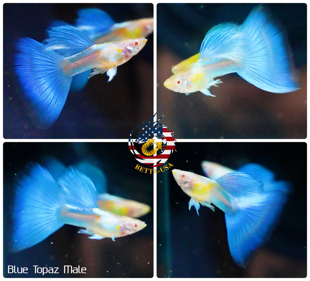 Aquarium Guppy Fish High Quality - Albino Blue Topaz - Betta USA Aquatic