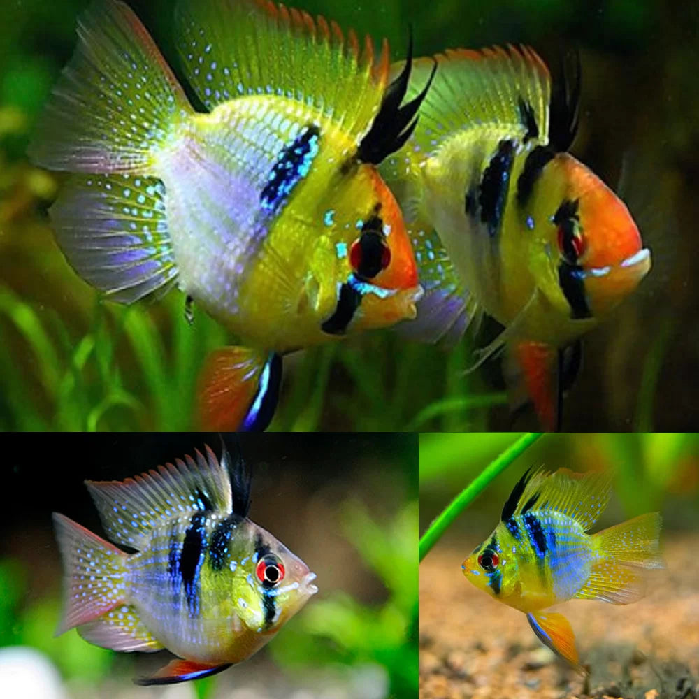 Breeding Pair - Angel Balloon Blue German Ram ( Rainbow)