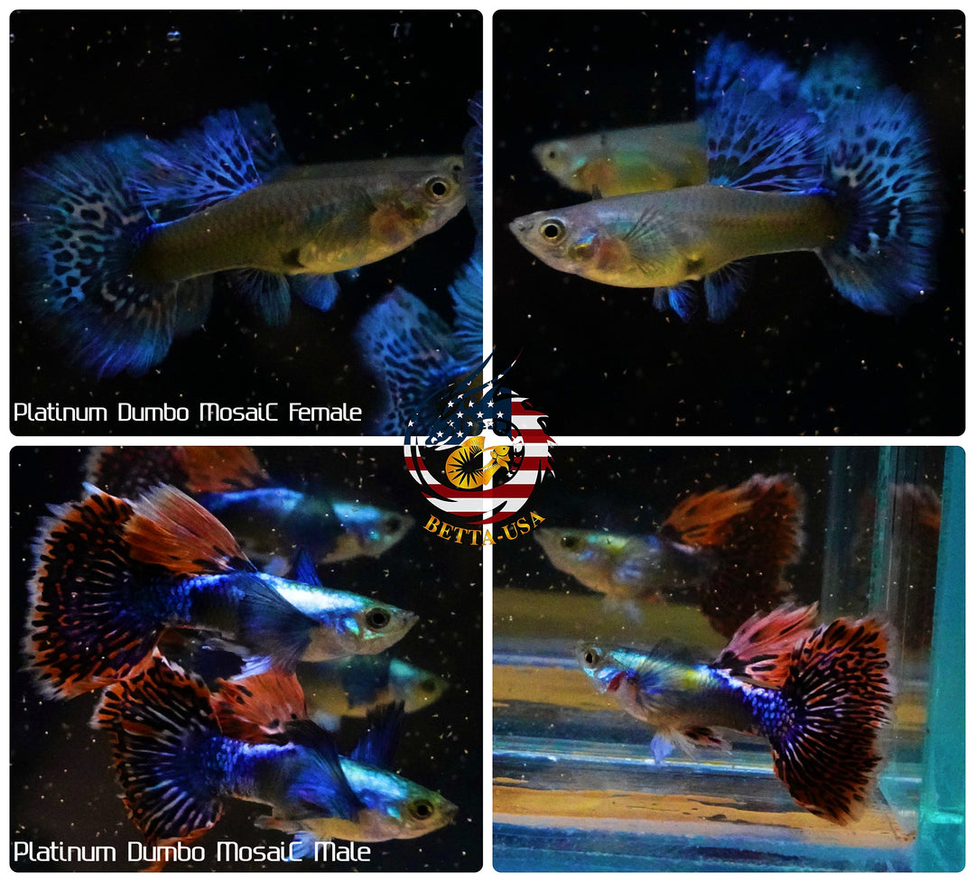 Aquarium Guppy Fish High Quality - Dumbo Mosaic