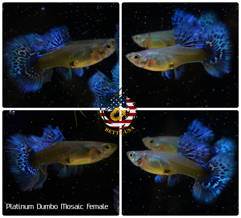 Aquarium Guppy Fish High Quality - Dumbo Mosaic - Betta USA Aquatic