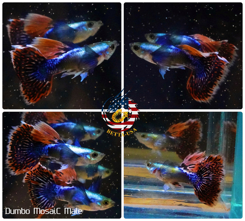 Aquarium Guppy Fish High Quality - Dumbo Mosaic - Betta USA Aquatic