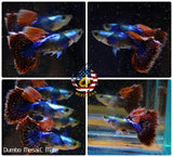 Aquarium Guppy Fish High Quality - Dumbo Mosaic