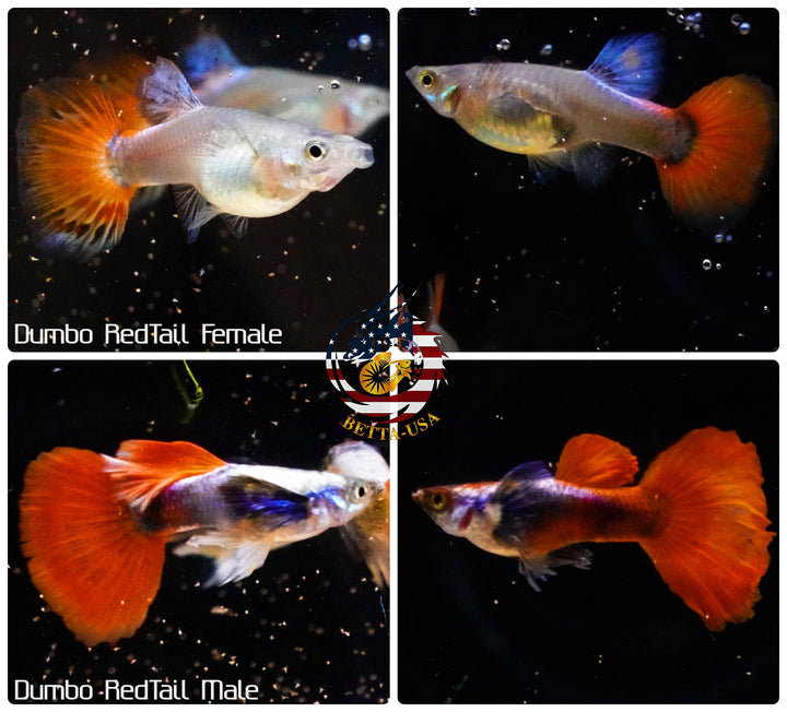 Aquarium Guppy Fish High Quality -Dumbo Red Tail