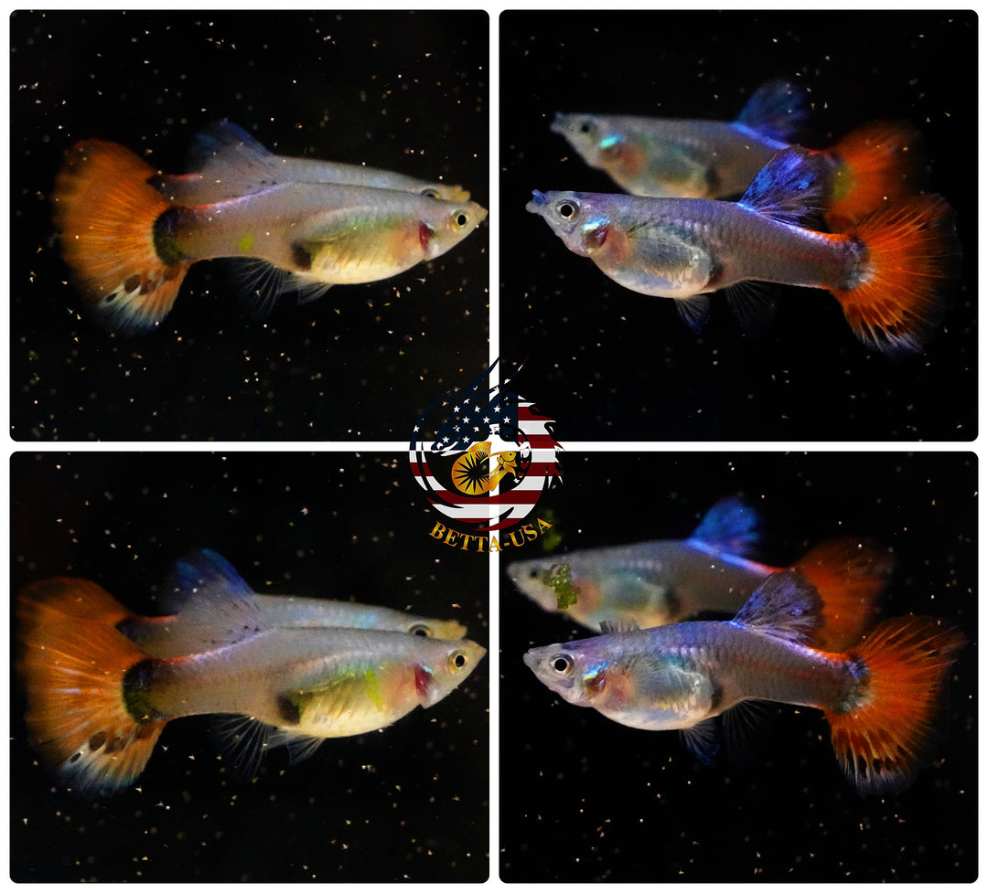 Aquarium Guppy Fish High Quality -Dumbo Red Tail