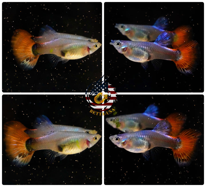 Aquarium Guppy Fish High Quality -Dumbo Red Tail