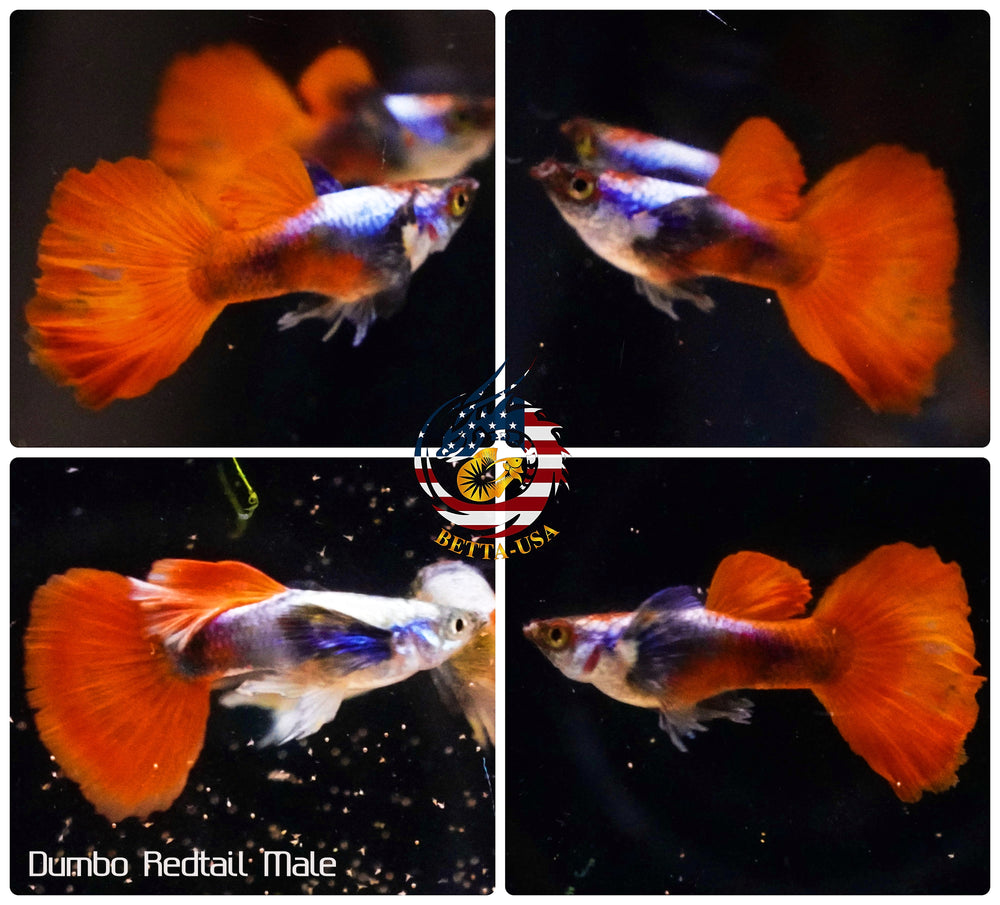 Aquarium Guppy Fish High Quality -Dumbo Red Tail - Betta USA Aquatic